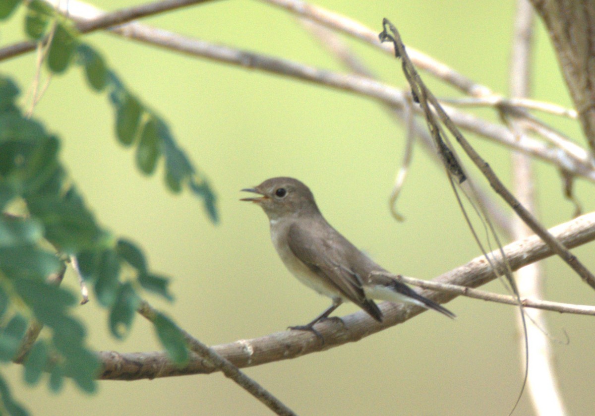 lejsek sibiřský - ML644738084