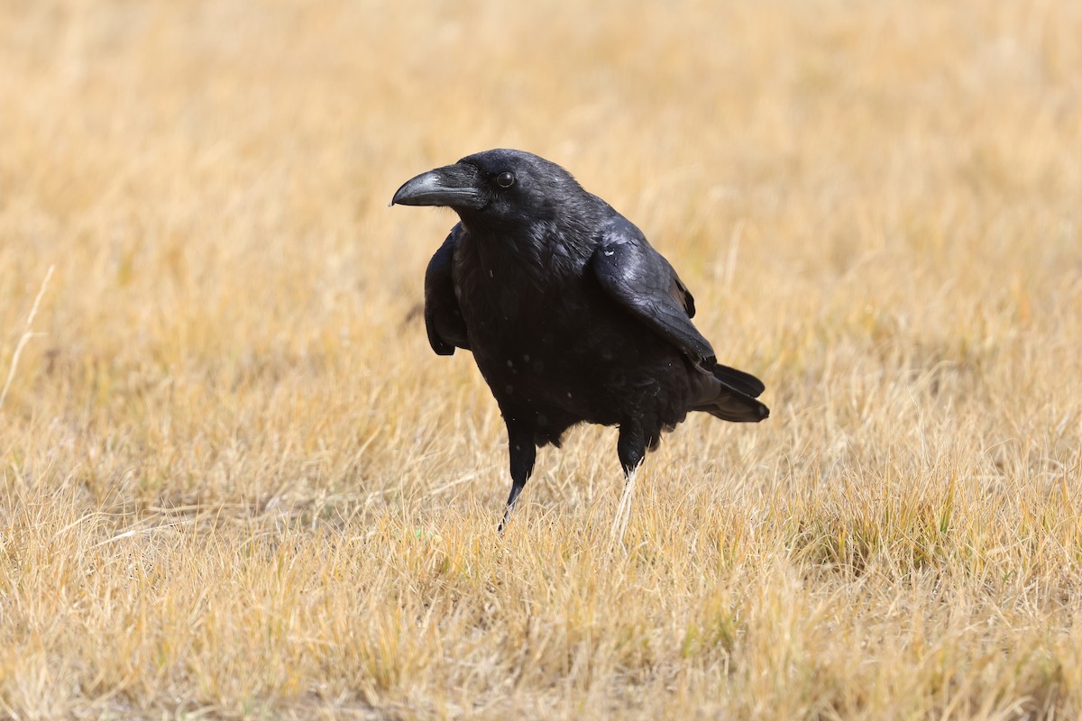 Common Raven - ML644738089