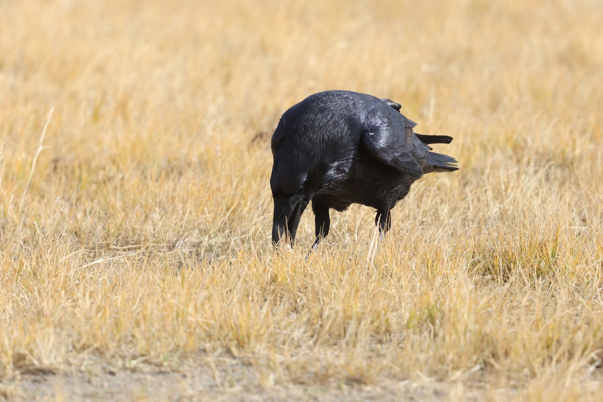 Common Raven - ML644738090