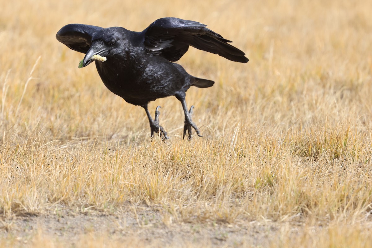 Common Raven - ML644738091