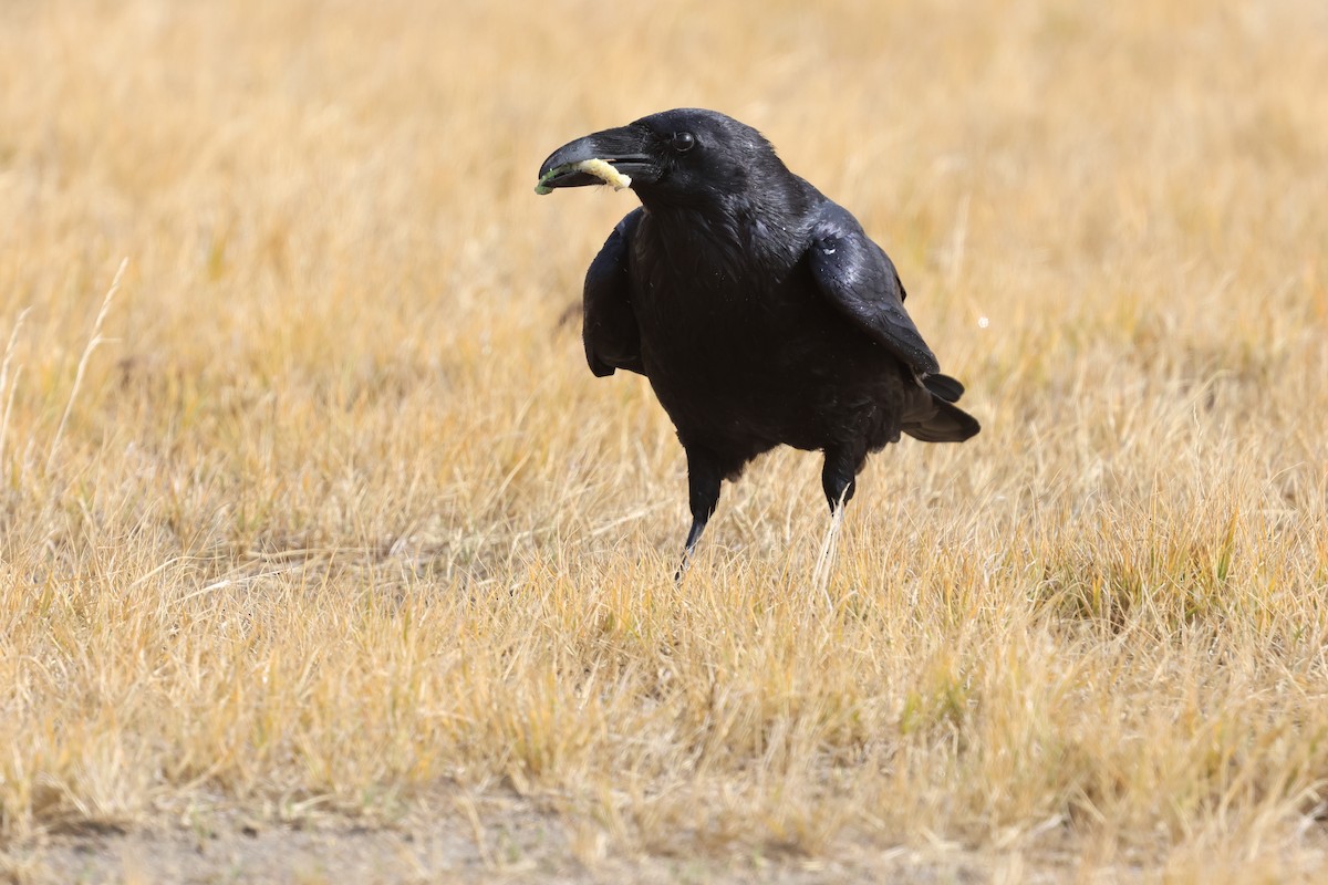 Common Raven - ML644738092