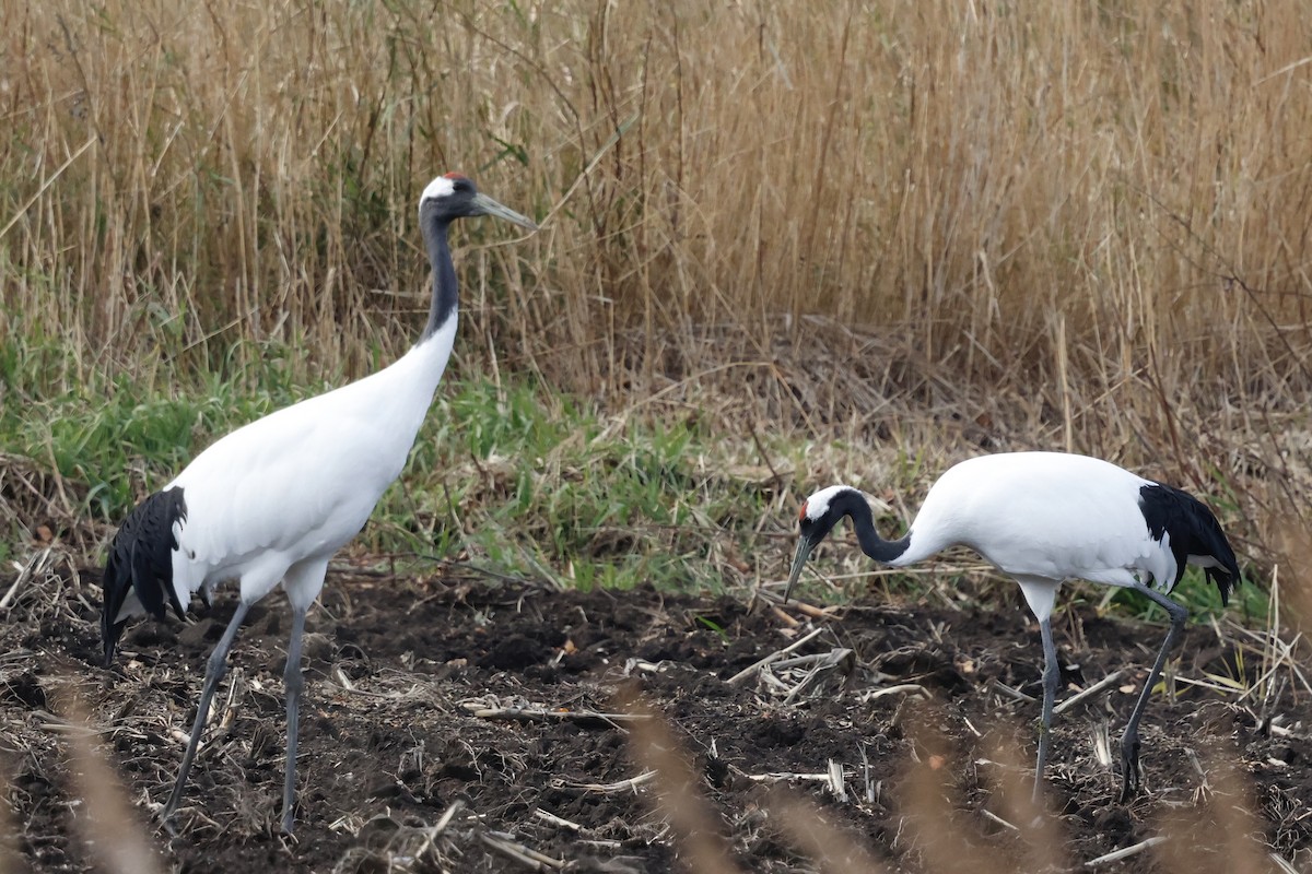 Mandschurenkranich - ML644738094