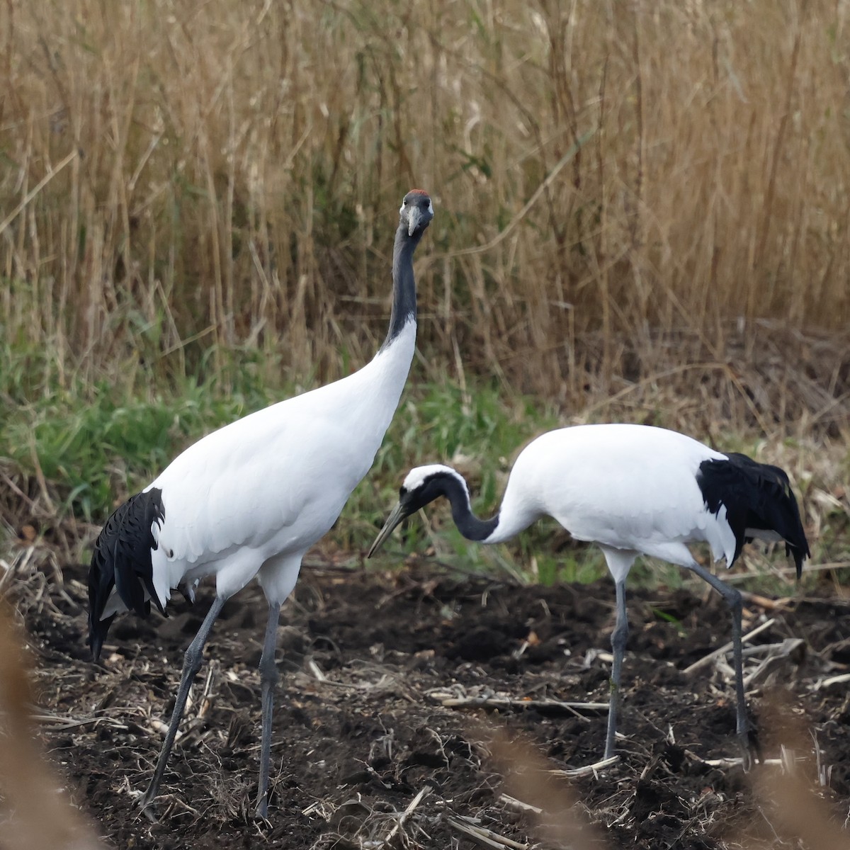 Mandschurenkranich - ML644738096