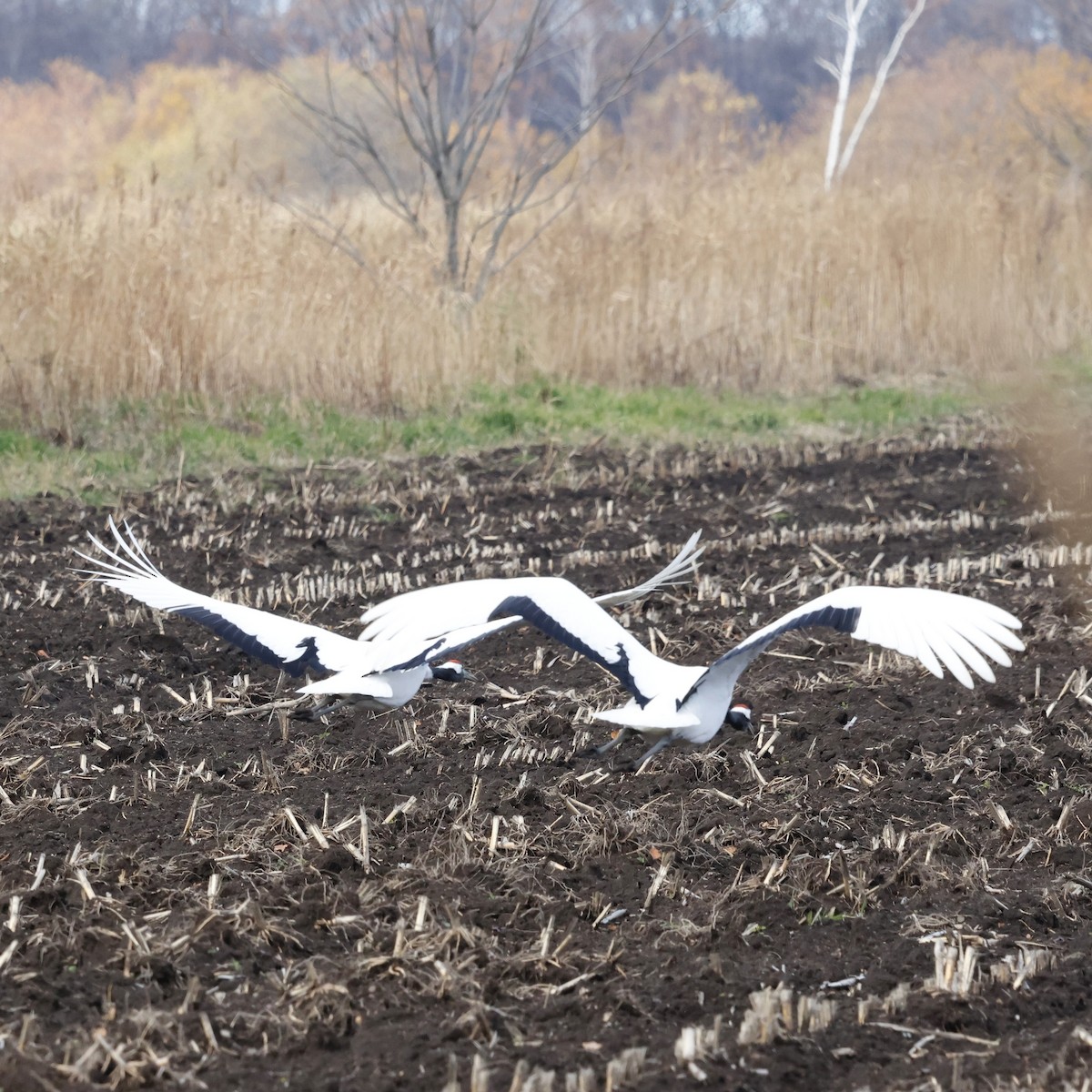 Mandschurenkranich - ML644738097