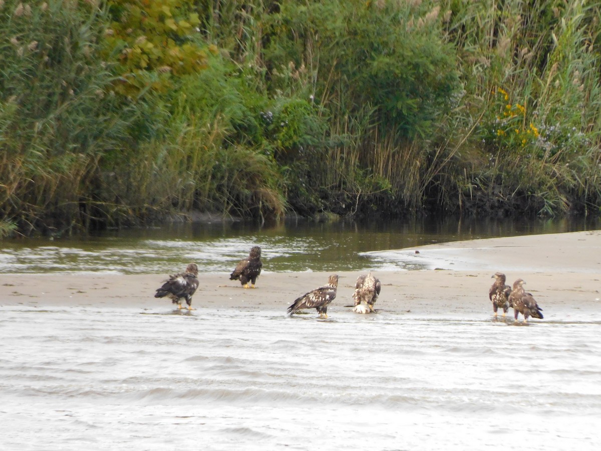 Pygargue à tête blanche - ML644738119