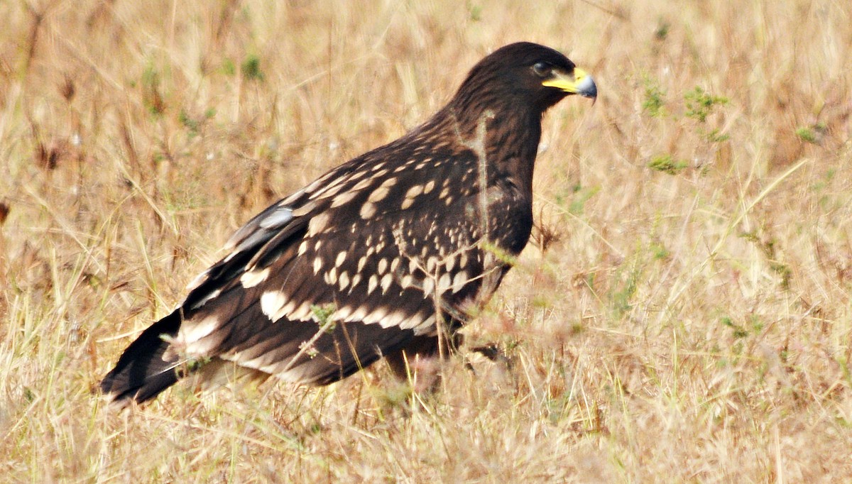 カラフトワシ - ML644738120