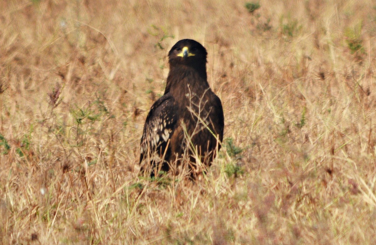 カラフトワシ - ML644738121