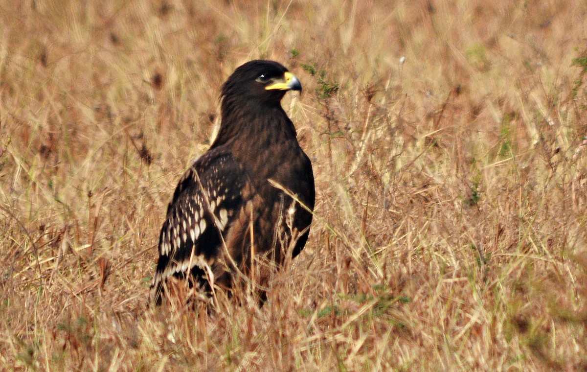 カラフトワシ - ML644738122