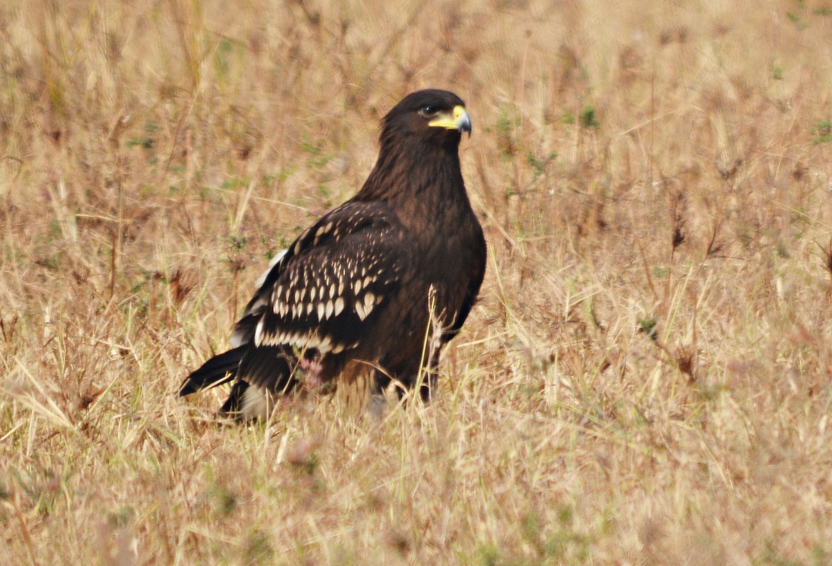 カラフトワシ - ML644738123