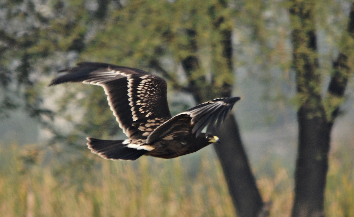 カラフトワシ - ML644738125