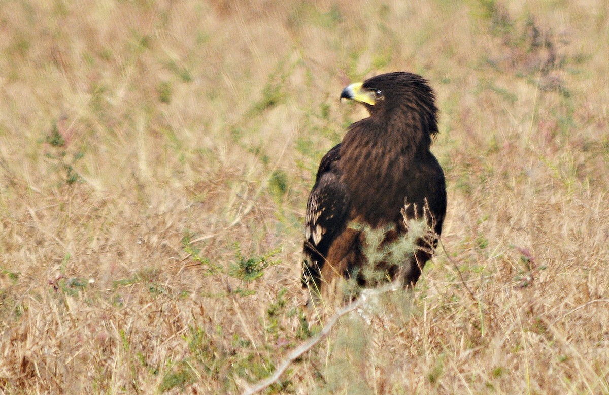 カラフトワシ - ML644738126