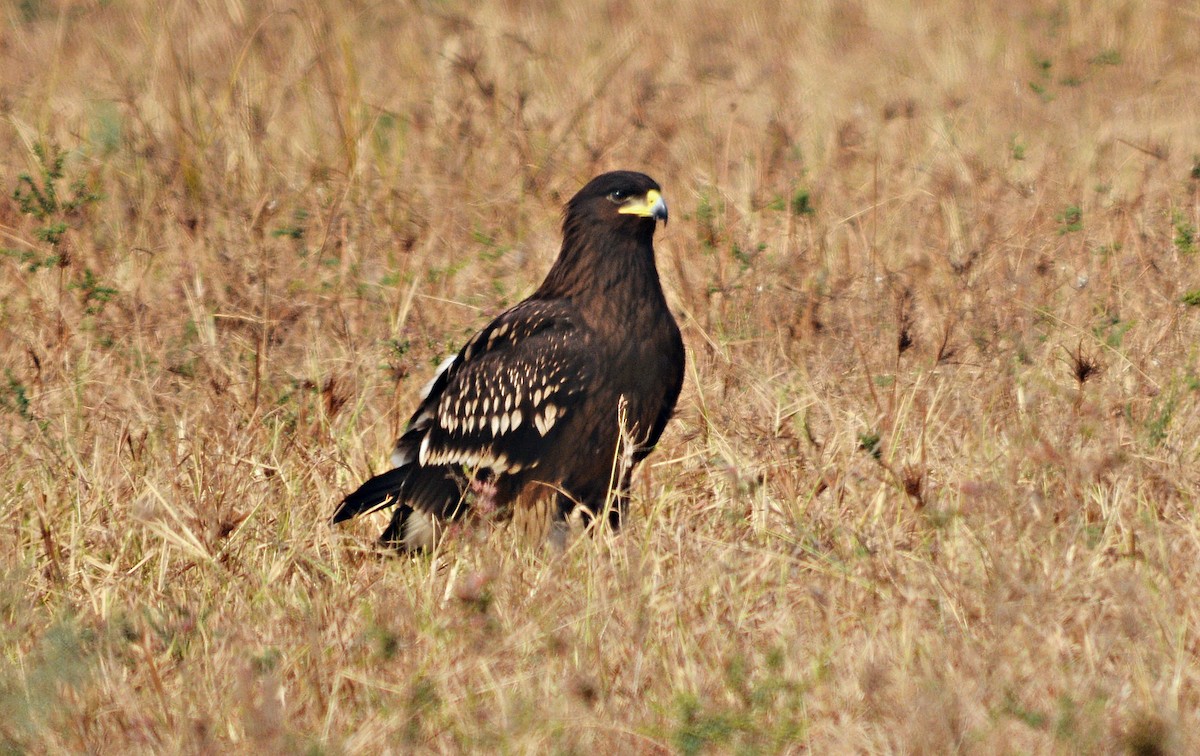 カラフトワシ - ML644738127