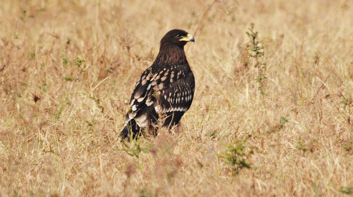 カラフトワシ - ML644738128