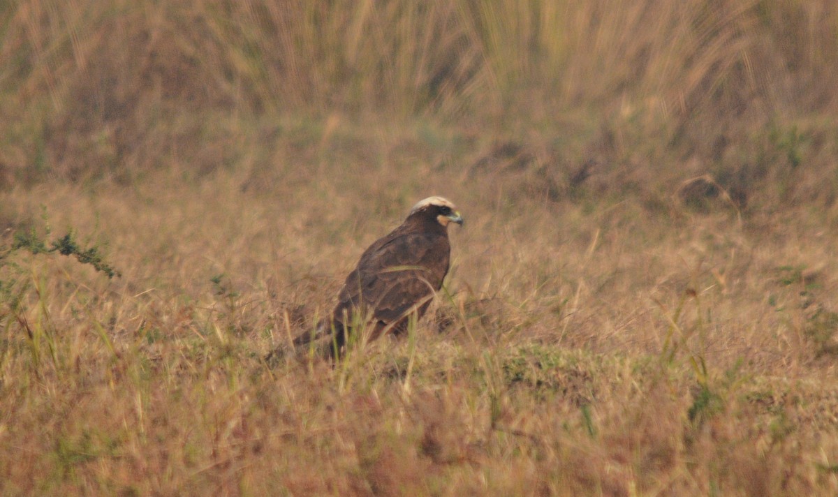 ヨーロッパチュウヒ - ML644738133