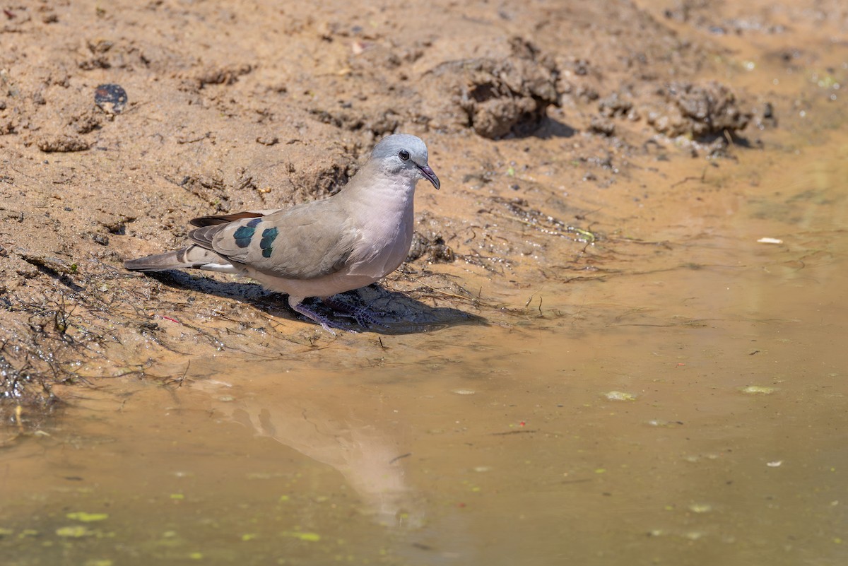 Palomita Aliverde - ML644738137
