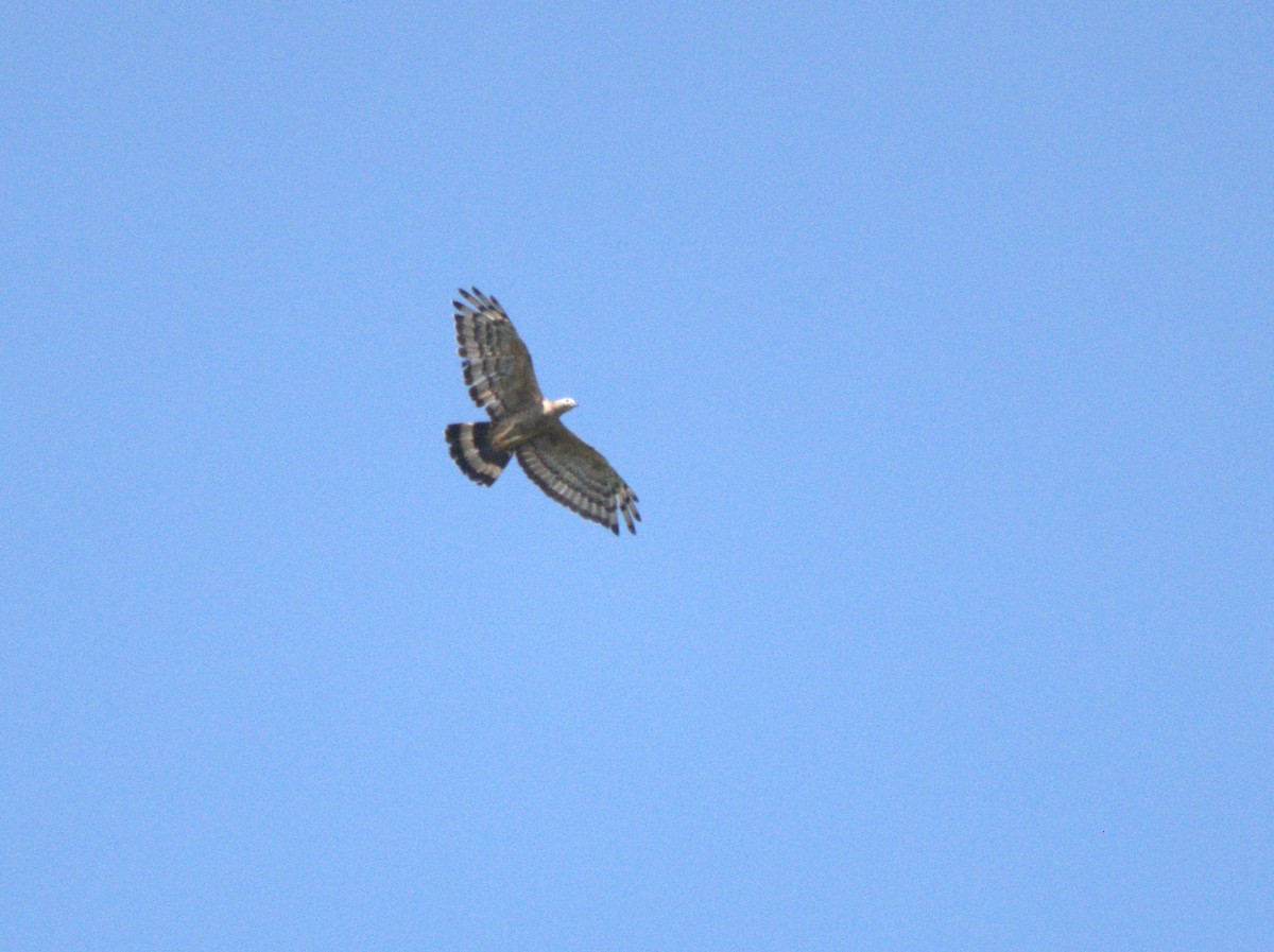 včelojed chocholatý - ML644738139