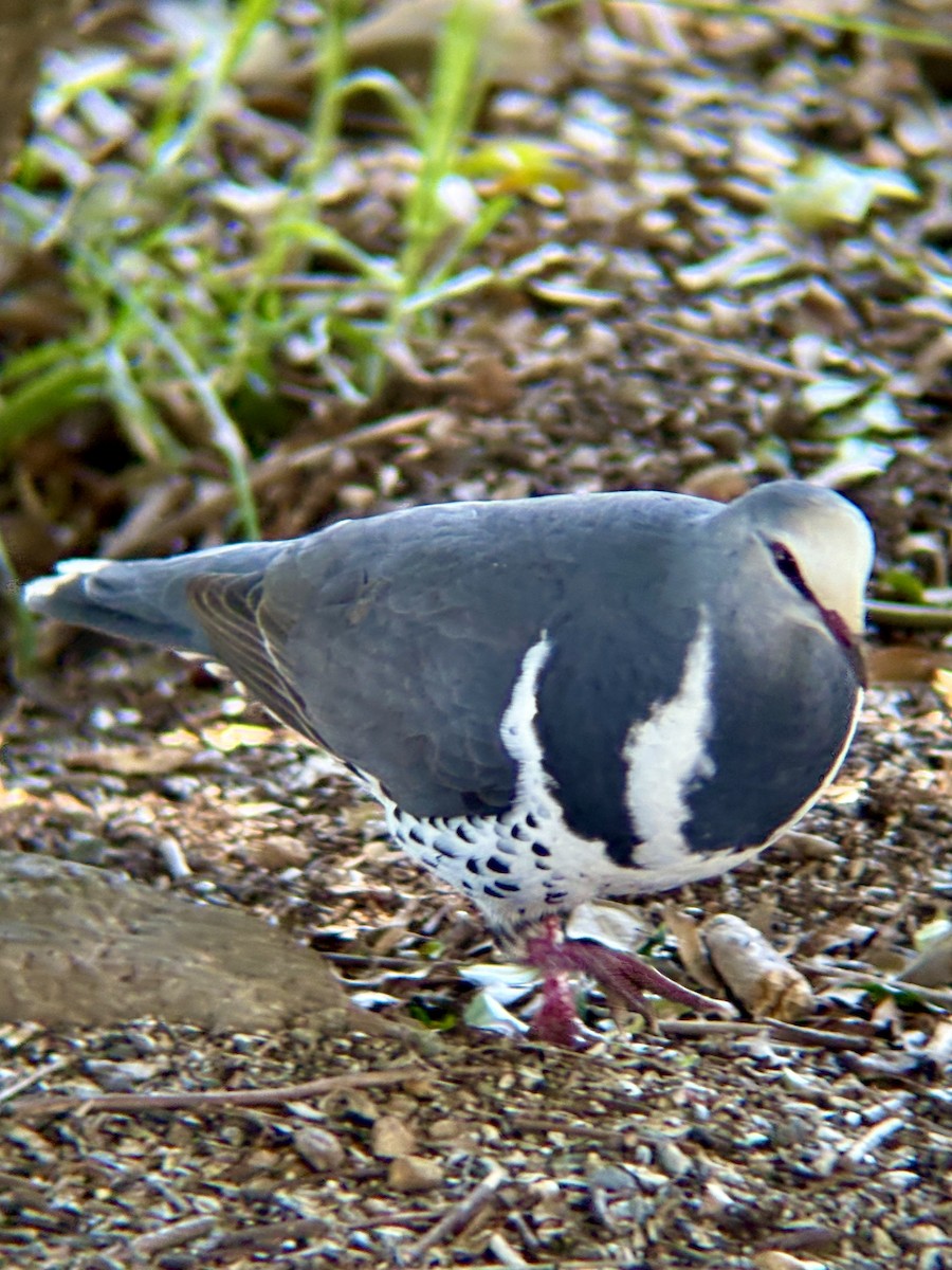 Wonga Kumrusu - ML644738141