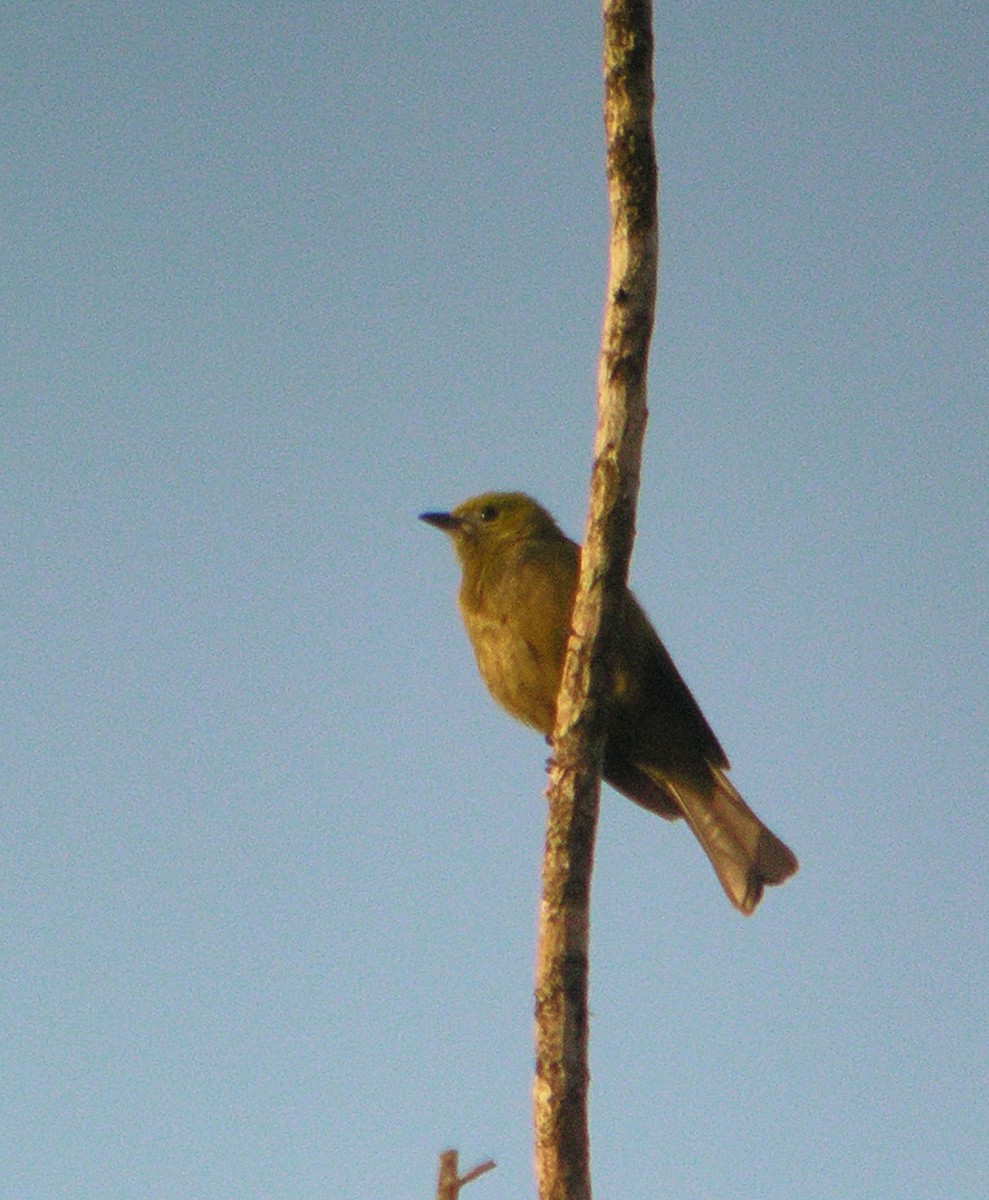 ヤシフウキンチョウ - ML644738145