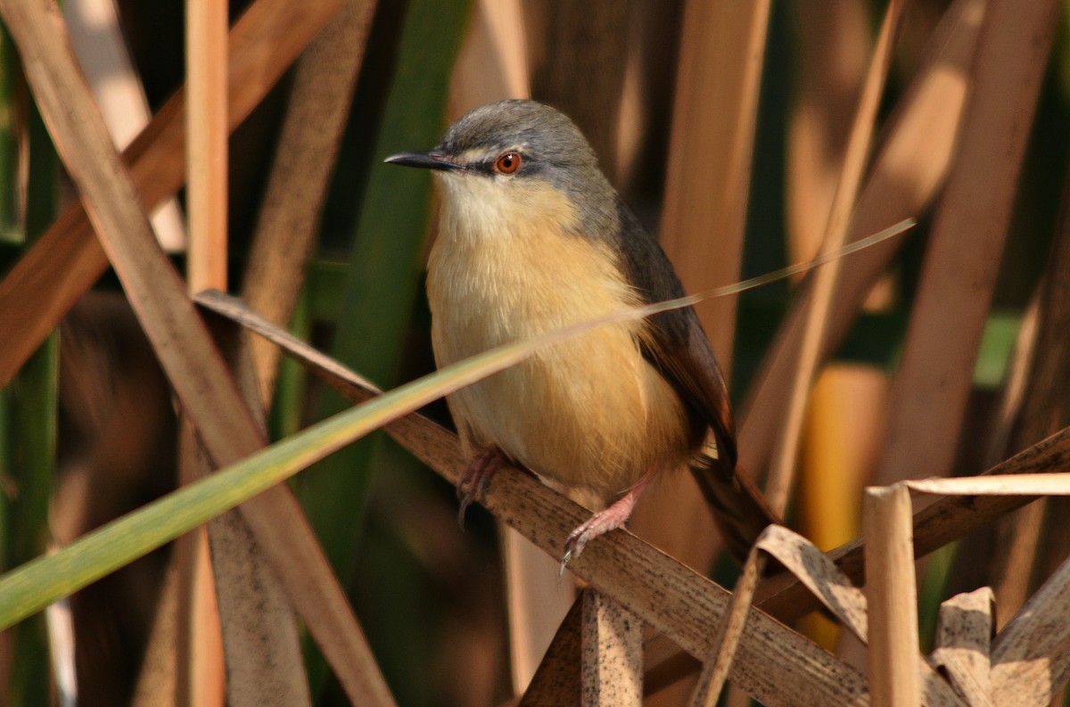 シロハラハウチワドリ - ML644738155