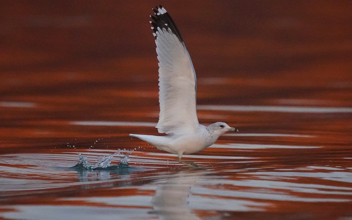 Мартин делаверський - ML644738156