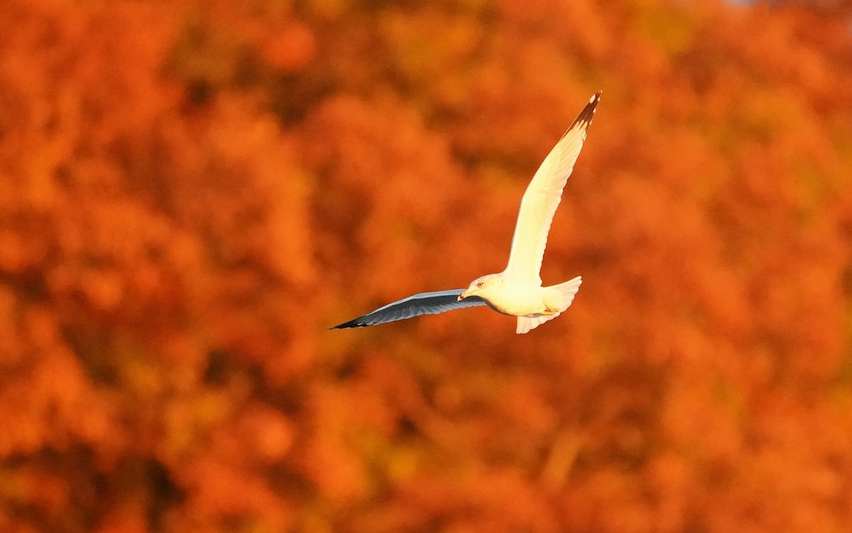 Мартин делаверський - ML644738157