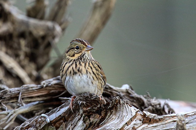 strnadec pruhohlavý - ML644738172