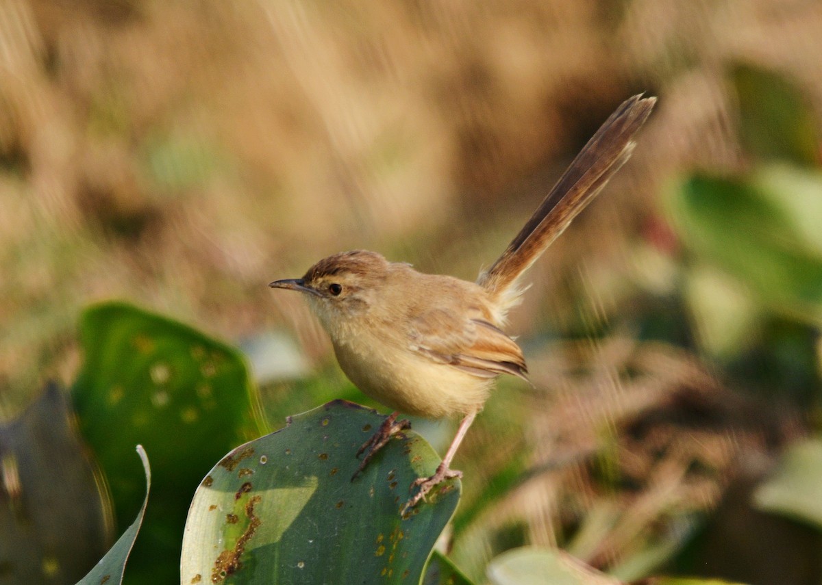 アジアマミハウチワドリ - ML644738174
