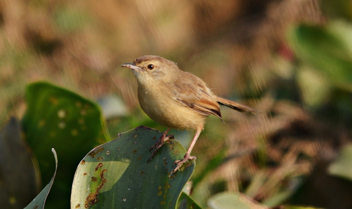 アジアマミハウチワドリ - ML644738175