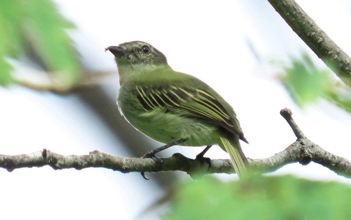 Mistletoe Tyrannulet - ML644738176