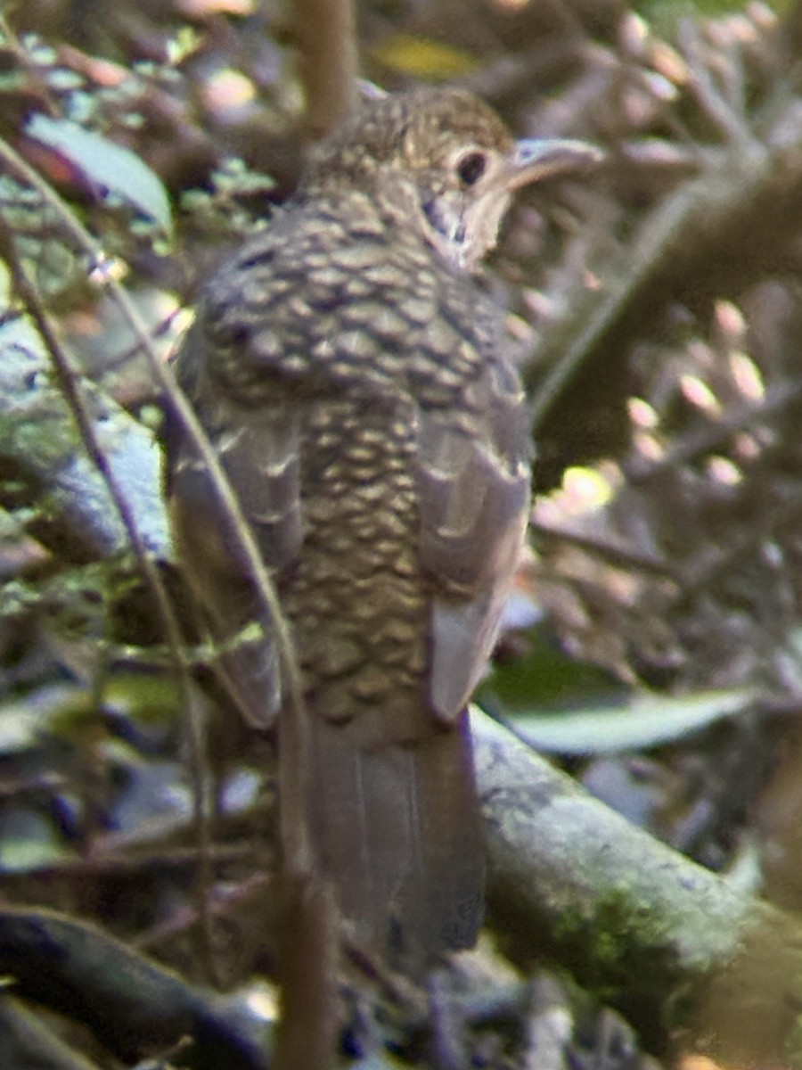 Bassian Thrush - ML644738177