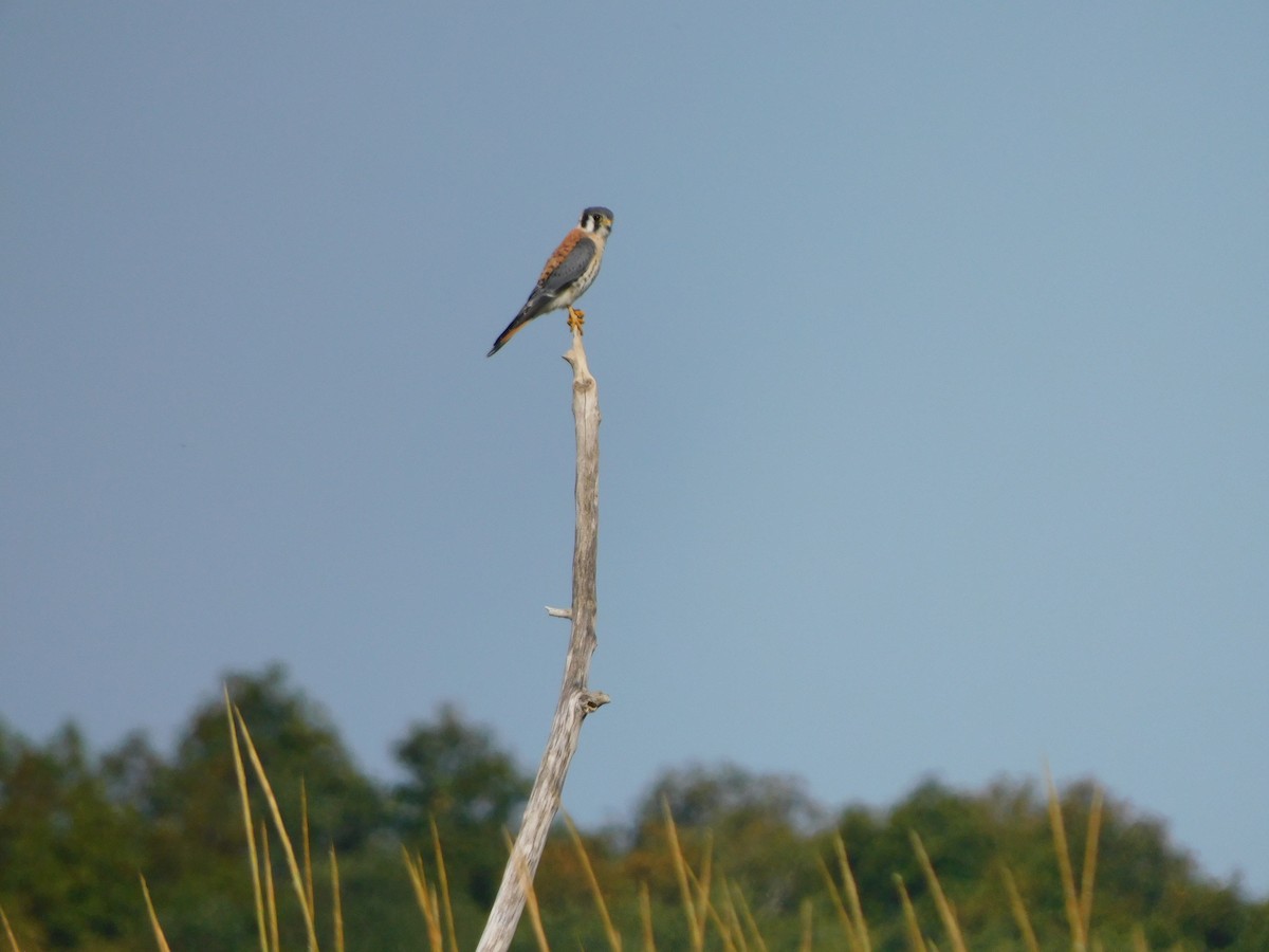בז אמריקני - ML644738179