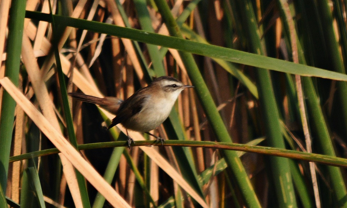 マミジロヨシキリ - ML644738182