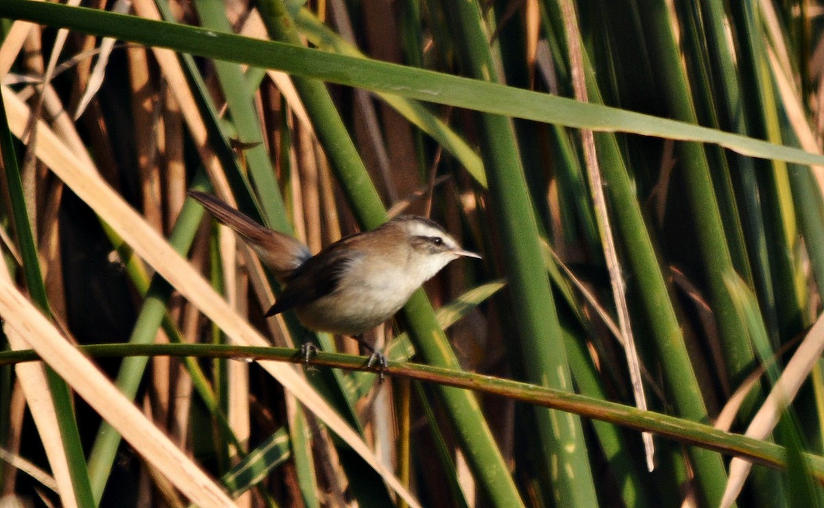 マミジロヨシキリ - ML644738183