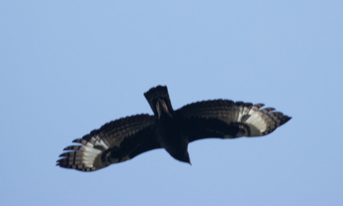 Long-crested Eagle - ML644738185