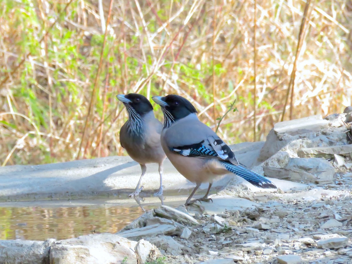 インドカケス - ML644738186