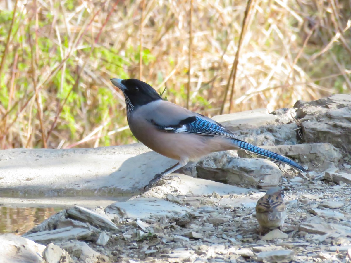 インドカケス - ML644738198