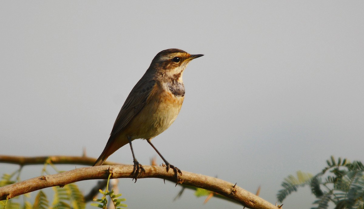 オガワコマドリ - ML644738199