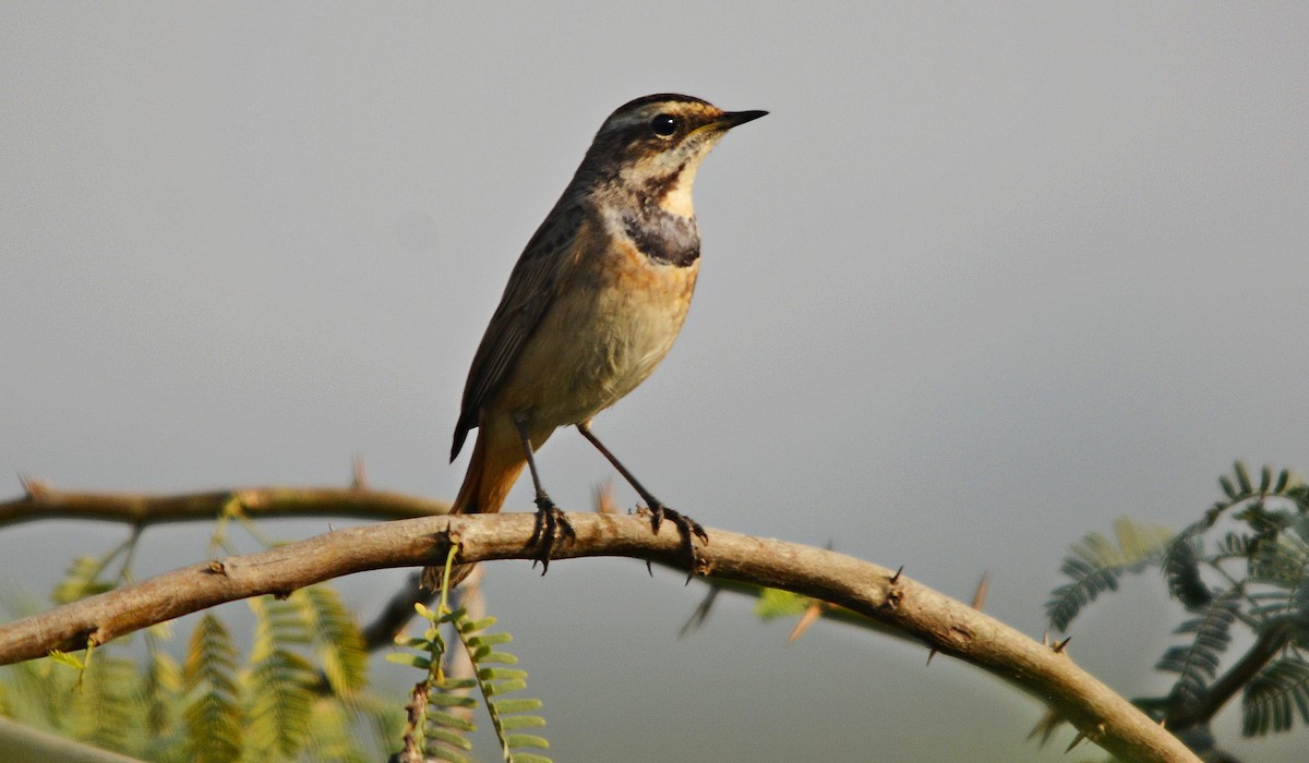 オガワコマドリ - ML644738200