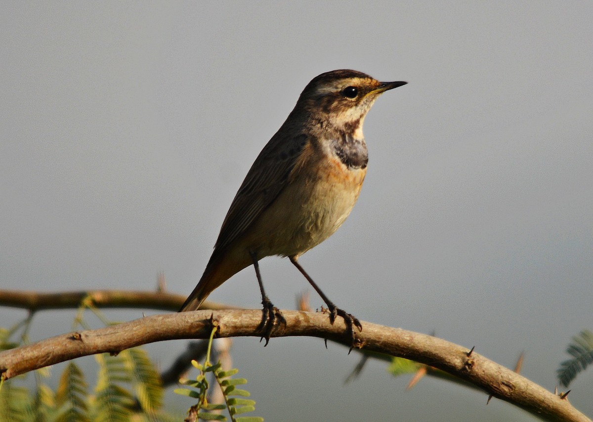 オガワコマドリ - ML644738201