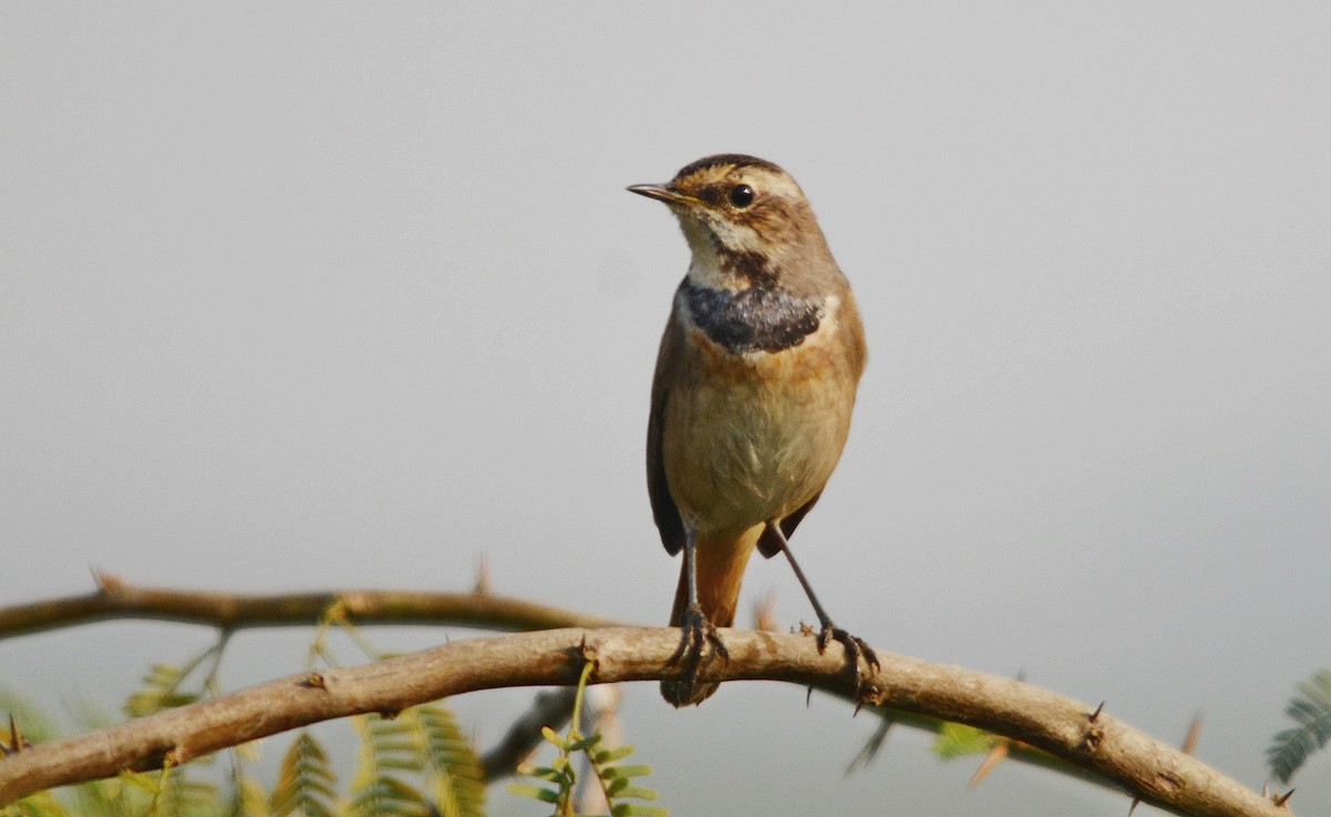 オガワコマドリ - ML644738202