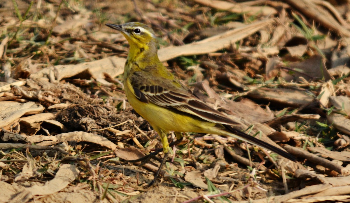 ニシツメナガセキレイ - ML644738204