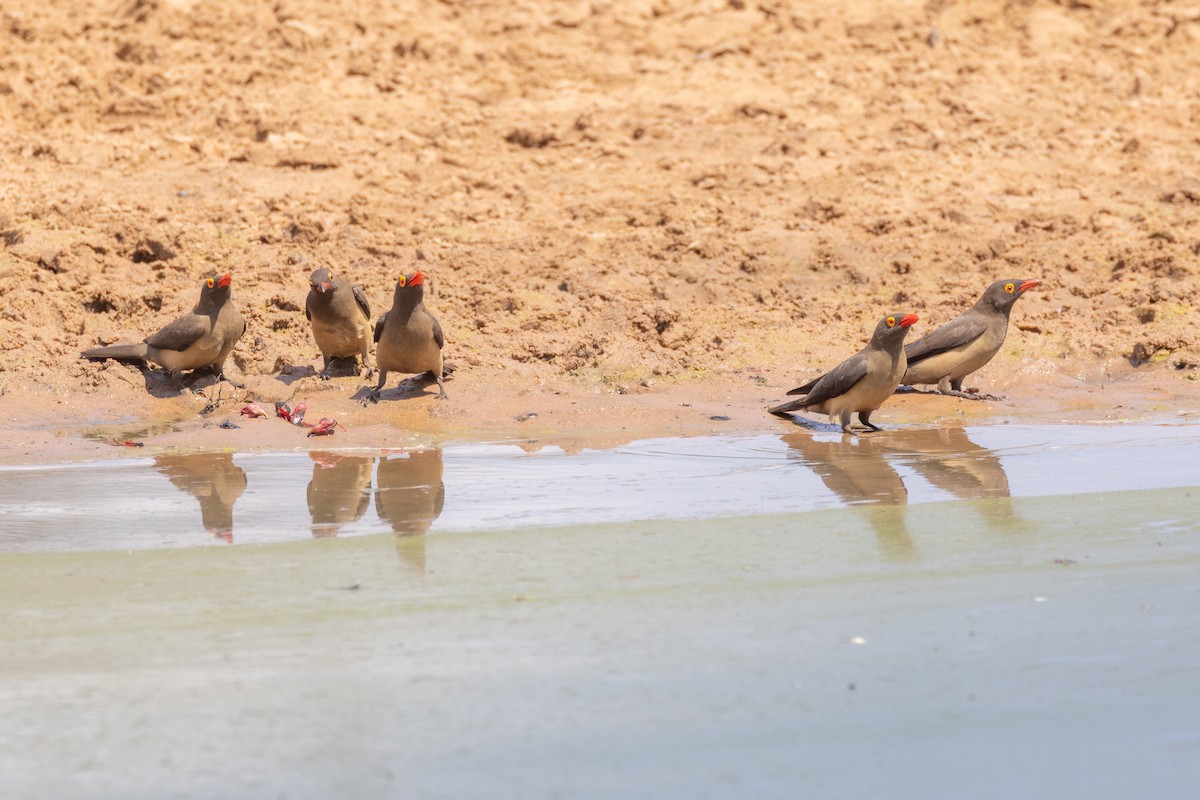 rødnebboksehakker - ML644738208