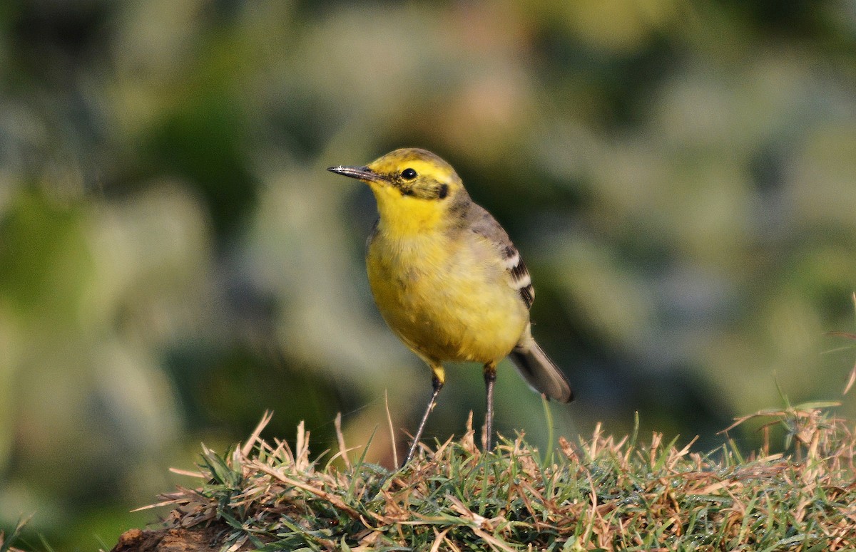 キガシラセキレイ - ML644738209