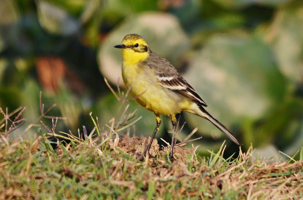 キガシラセキレイ - ML644738210