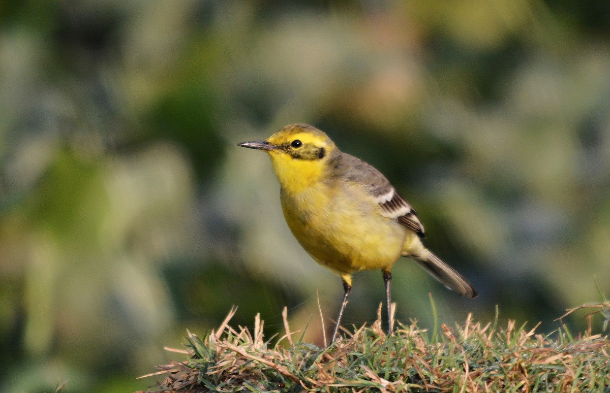 キガシラセキレイ - ML644738211