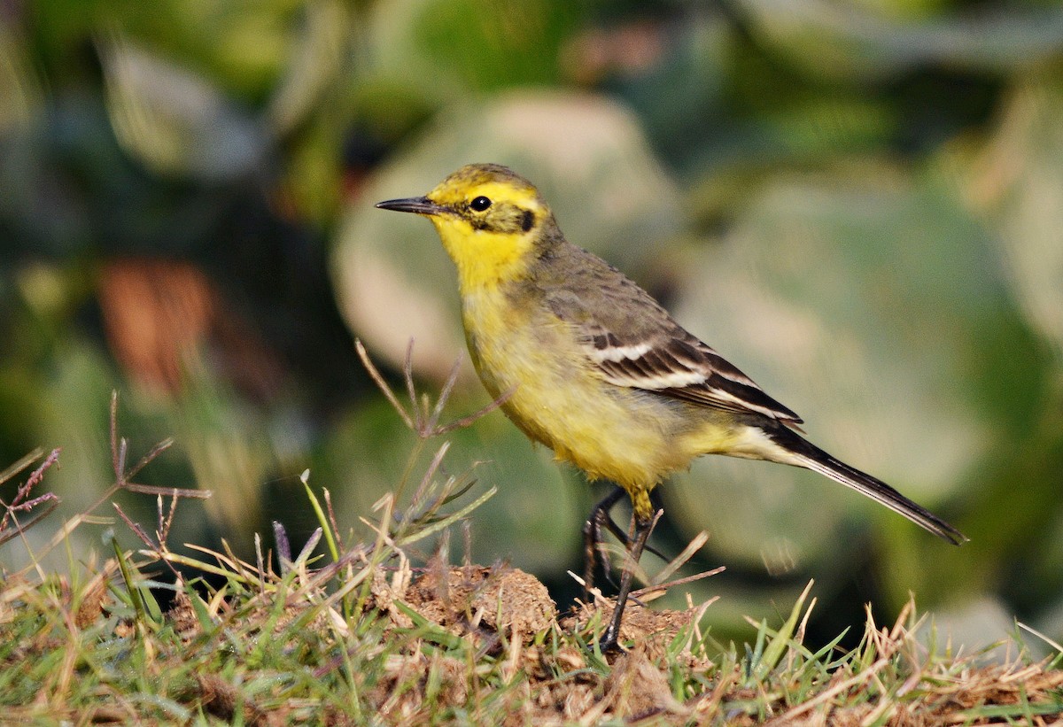 キガシラセキレイ - ML644738212