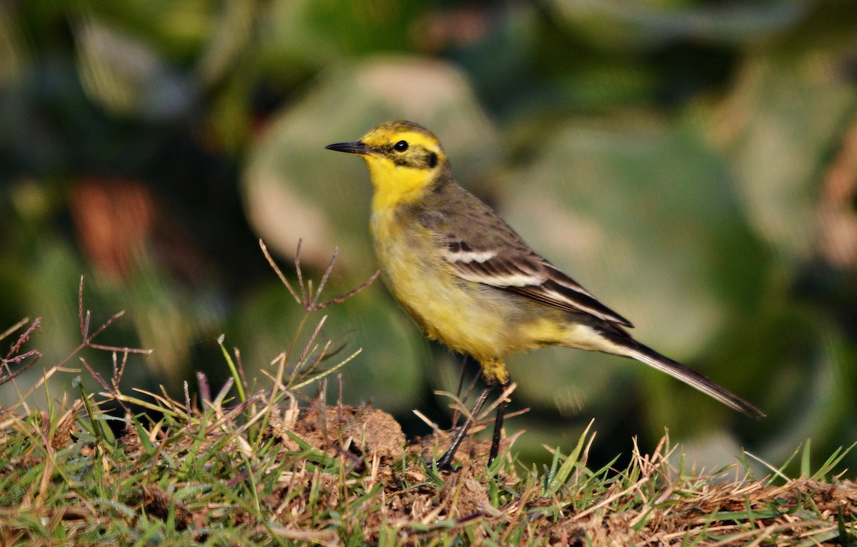 キガシラセキレイ - ML644738213