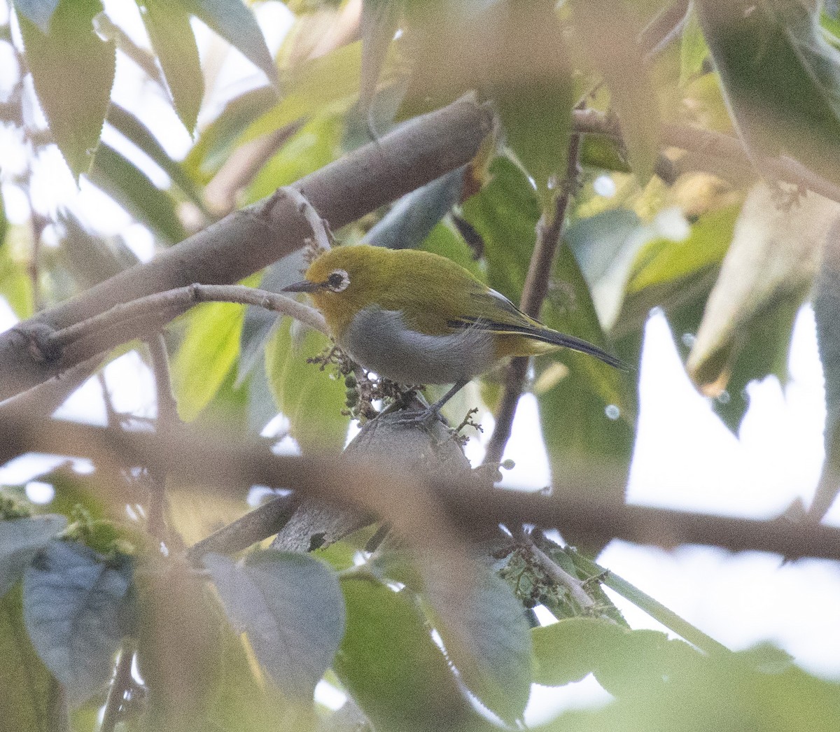 South Pare White-eye - ML644738216