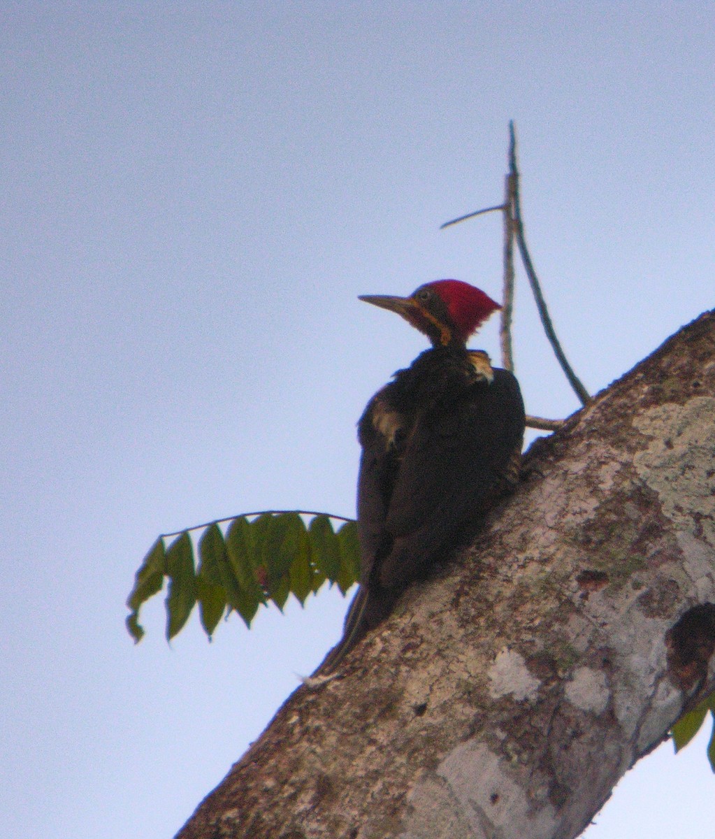 シマクマゲラ - ML644738219