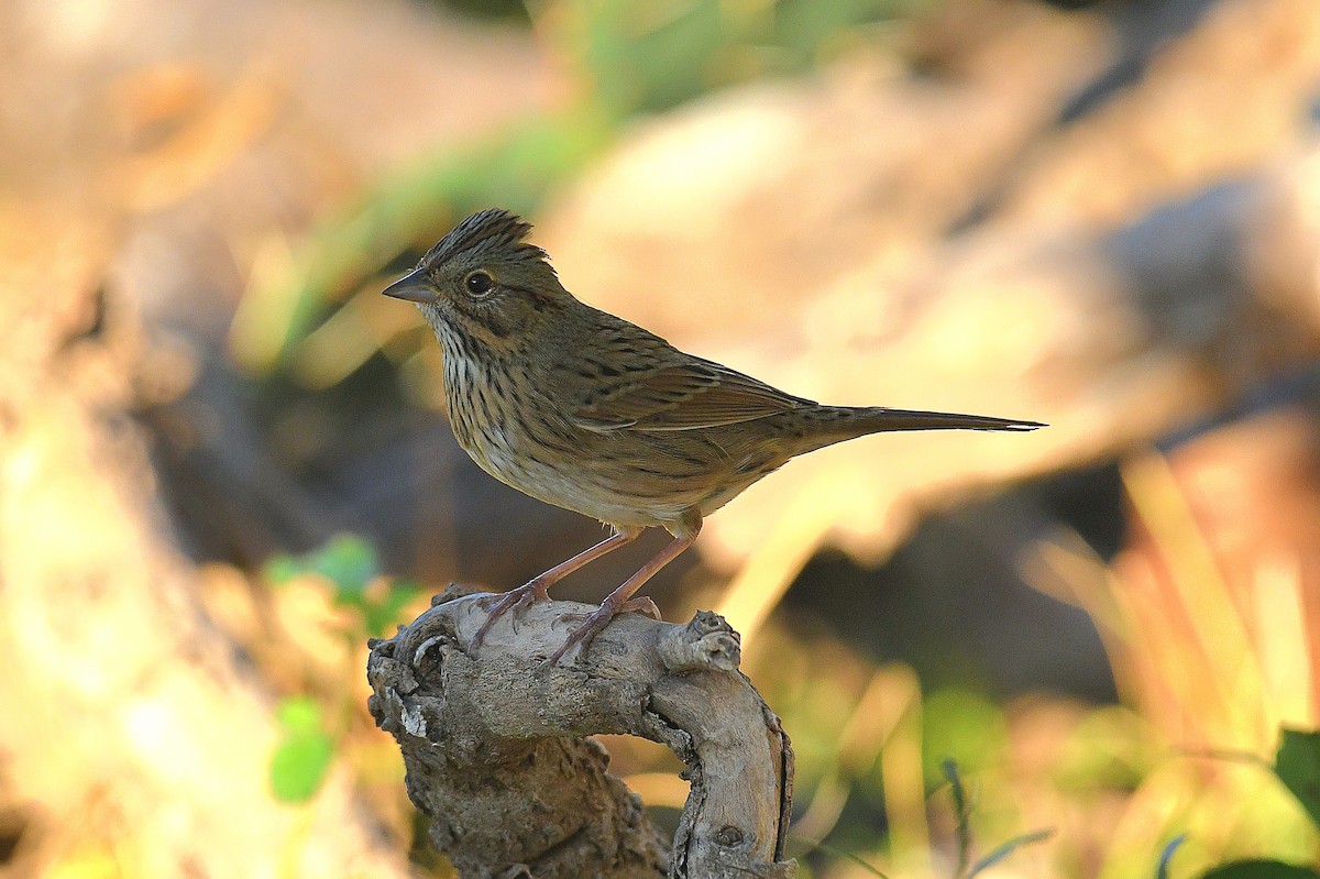 strnadec pruhohlavý - ML644738220